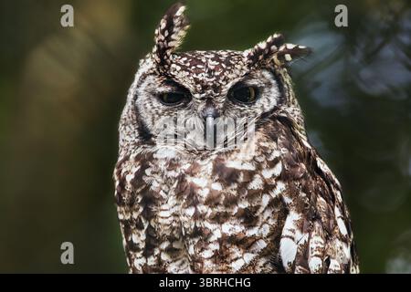 Eulen Portrait Kreaturen der nächtlichen Tierwelt Nachtjäger Wald Natur Stockfoto