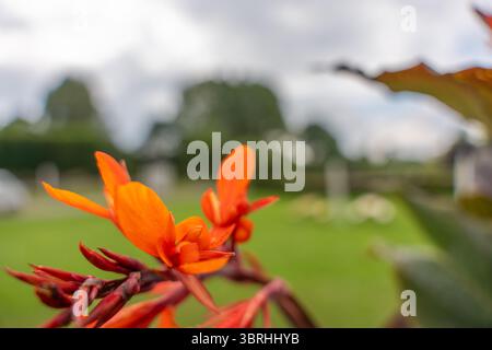 Leuchtend orangefarbene Cannabislilien blühen in sanftem Fokus vor einer Parkkulisse. Die lebendigen Blütenblätter stehen im Kontrast zur verschwommenen grünen Umgebung. Stockfoto