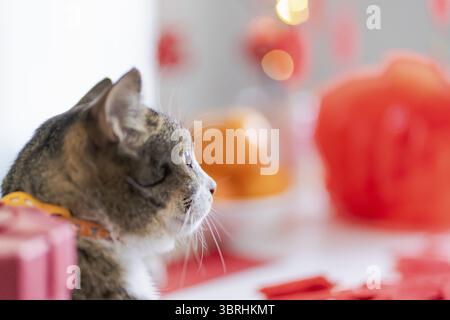 Cat bereitet chinesische Neujahrsfeiern zu Hause vor. Niedliche Hauskatze mit traditionellem Anhänger für das chinesische Neujahrsfest Stockfoto