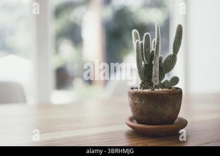 Kaktusblüte wächst im Topf auf dem Tisch kleine Pflanze in Topfsukkulenten Stockfoto