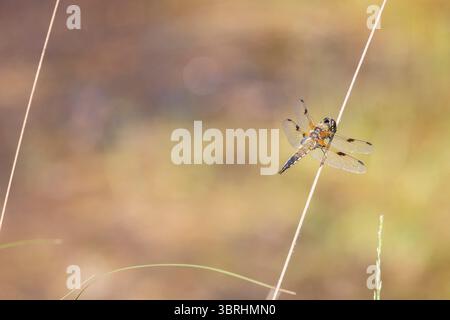 Vierfleckenjäger (Libellula quadrimaculata) in der Wahner Heide, Köln, Nordrhein-Westfalen. Vierfleck Libelle (Libellula quadrimacul Stockfoto