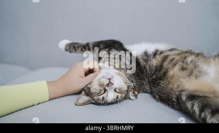 Katzenliebhaber weibliche Hand streichelt ihre schöne Katze bequem zu Hause mit Katze Freundschaft Tierliebhaber. Süße Katze. Liebe Freundin menschliche Heimfreundschaft Anima Stockfoto