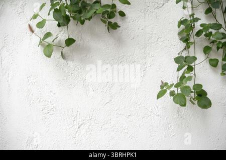 Weißer Zement strukturierte Wand Betonstein Hintergrund auf Pflanzen. Weißer texturierter Wandhintergrund Stockfoto