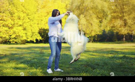 Glückliche Besitzerin trainiert Hund, weißer Samoidenhund springt für Leckereien, Essen, Training im sonnigen Herbstpark Stockfoto