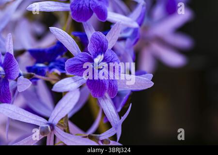 Extremer Nahaufnahme selektiver Fokus von blühenden violetten Kranzblüten oder Sandpapier-Rebblüten (wissenschaftlicher Name ist Petrea volubilis) auf dunklem Hintergrund Stockfoto
