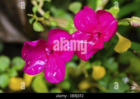 Nahaufnahme Textur von schönen blühenden rosa Blumen mit Blättern auf dem Boden, Ansicht von oben, horizontales Format Stockfoto