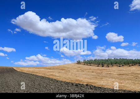 Sommer hügelige Landschaft mit Apulien, Süditalien: Gepflügte und erntete Flächen mit Olivenhainen, die von Wolken in einem blauen Himmel übersehen werden Stockfoto