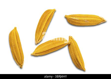 Großansicht von oben von trockenem frisch geerntetem goldenem Reisfeld Jasminreis isoliert auf weißem Hintergrund mit Schnittpfad Stockfoto
