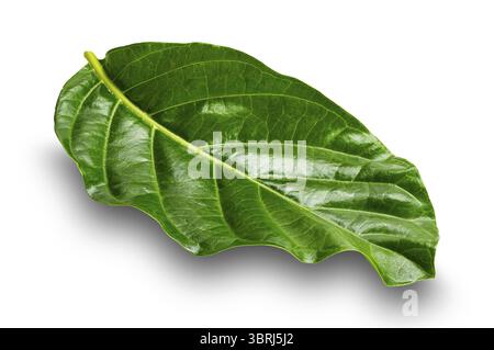Seitenansicht eines einzelnen grünen Great morinda, tahitianische Noni, indische Maulbeere, Strandmaulbeerblatt isoliert auf weißem Hintergrund mit Schnittpfad Stockfoto