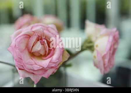 Natürliche rosa Rosen Blume in Vase steht auf dem Tisch in einem Café für Hintergrund Stockfoto