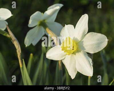 Schöne Narzissen Blumen. Weiße Narzissen-Blüten wachsen im Garten. Geringe Schärfentiefe Stockfoto