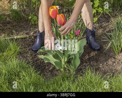 Gärtnerin kümmert sich um den Garten. Eine Frau mit einem Schere schert die rote Tulpenblüte Stockfoto