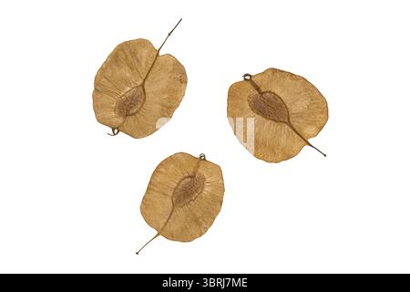 Nahaufnahme von geflügelten Dispersionssaaten, fliegenden Seeds isoliert auf weißem Hintergrund mit Schnittpfad. Draufsicht von geflügeltem, verstreuten Saatgut, das vorbeitransportiert wird Stockfoto