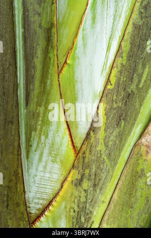 Nahaufnahme von Travellers Baumstielen. Textur der Blattbasis des Ravenala madagascariensis-Baumes, des Traveller-Baumes, der Traveller-Palme Stockfoto