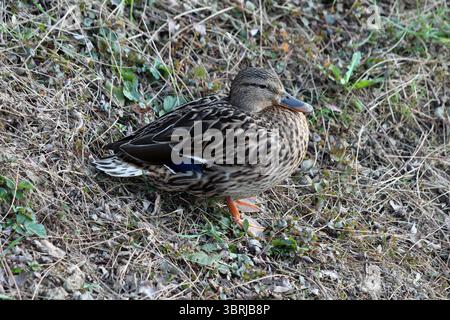 Eine weibliche Stockenten mit braunem Gefieder und blauem Flügelfleck sitzt ruhig zwischen trockenem Gras und Klee, getarnt am Ufer Stockfoto