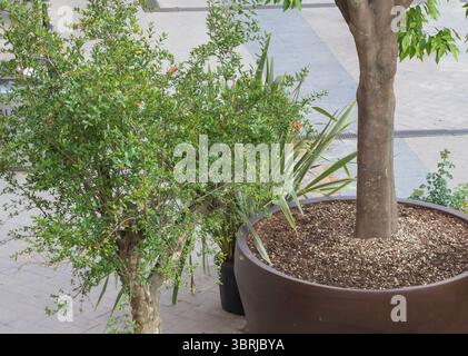 Städtischer Granatapfelbaum Punica granatum mit jungen Blüten im modernen rumänischen Stadtbild. Stockfoto