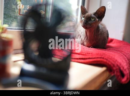Doris, eine Devon-Rex-Katze, sitzt auf einer Fensterbank neben einem tragbaren Ventilator in einem Haus in London, als die dritte Hitzewelle des Sommers Großbritannien trifft. Bilddatum: Sonntag, 13. Juli 2025. Stockfoto