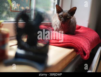 Doris, eine Devon-Rex-Katze, sitzt auf einer Fensterbank neben einem tragbaren Ventilator in einem Haus in London, als die dritte Hitzewelle des Sommers Großbritannien trifft. Bilddatum: Sonntag, 13. Juli 2025. Stockfoto