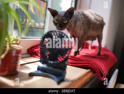 Doris, eine Devon-Rex-Katze, sitzt auf einer Fensterbank neben einem tragbaren Ventilator in einem Haus in London, als die dritte Hitzewelle des Sommers Großbritannien trifft. Bilddatum: Sonntag, 13. Juli 2025. Stockfoto