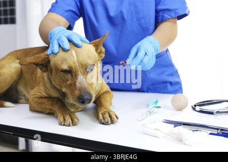 Hund auf dem Untersuchungstisch der Tierarztklinik. Tierärztliche Versorgung. Tierarzt und Hund Stockfoto