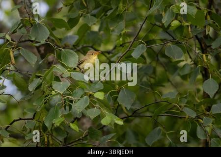 Ein melodiöser Gratler sitzt auf einem Ast im Wald Stockfoto