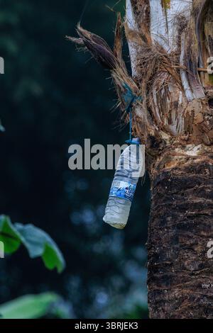 Eine Nahaufnahme einer Plastikwasserflasche, die an dem geschnittenen Blütenstumpf oben auf einer Palme befestigt ist, um den saft zu sammeln, um Palmwein in sao Tome herzustellen Stockfoto