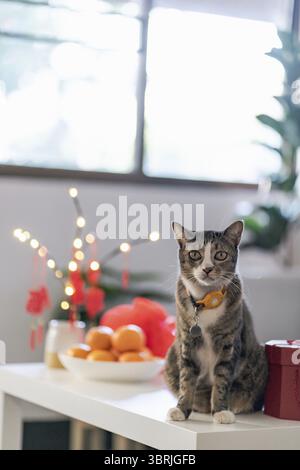Cat bereitet chinesische Neujahrsfeiern zu Hause vor. Niedliche Hauskatze mit traditionellem Anhänger für das chinesische Neujahrsfest Stockfoto