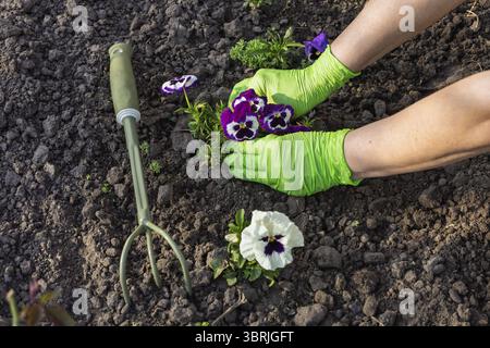 Gärtner in Nitrilhandschuhen pflanzt Petunenblüten auf dem Gartenbeet. Draufsicht. Organisation von Blumenbeeten Stockfoto