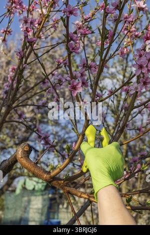 Der Bauer kümmert sich um den Garten. Frühjahrsschnitt von Obstbäumen. Frau in Gummihandschuhen mit einem Scheren der Spitzen des Pfirsichbaums Stockfoto