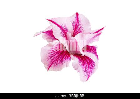 Nahaufnahme der schönen blühenden tropischen Blume rosa adenium, Wüstenrose isoliert auf weißem Hintergrund mit Schnittpfad, Seitenansicht, horizontales Format Stockfoto