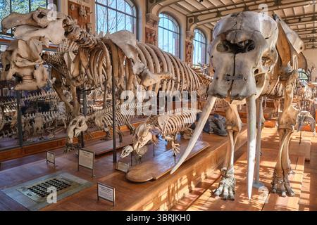 Die Galerie für Vergleichende Paläontologie und Anatomie, Museum in Paris, Frankreich Stockfoto