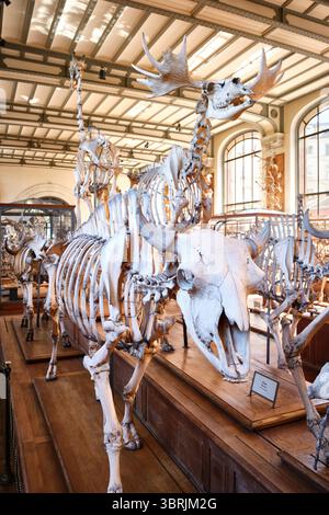 Die Galerie für Vergleichende Paläontologie und Anatomie, Museum in Paris, Frankreich Stockfoto