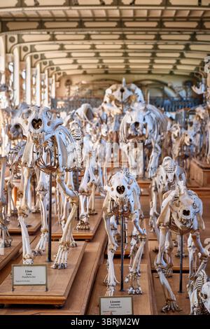 Die Galerie für Vergleichende Paläontologie und Anatomie, Museum in Paris, Frankreich Stockfoto