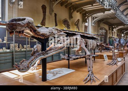 Die Galerie für Vergleichende Paläontologie und Anatomie, Museum in Paris, Frankreich Stockfoto