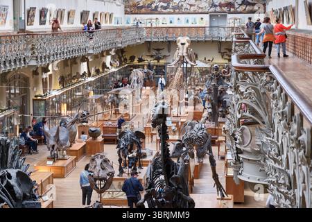 Die Galerie für Vergleichende Paläontologie und Anatomie, Museum in Paris, Frankreich Stockfoto