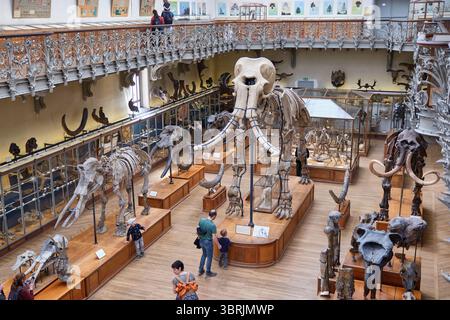 Die Galerie für Vergleichende Paläontologie und Anatomie, Museum in Paris, Frankreich Stockfoto