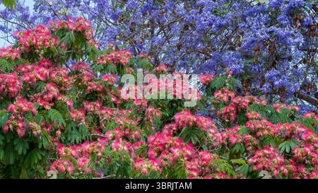 Eine lebendige Mischung aus rosa Seidenblüten und violetten Jacarandablüten in Málaga farbenfrohen Frühling. Stockfoto