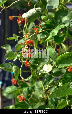 Runner Beans - Scarlet Emperor Stockfoto