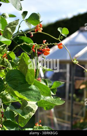 Scharlachrote Kaiser-Runner-Bohnen in einem britischen Garten Stockfoto