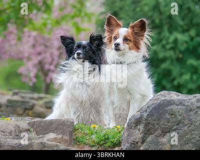 Zwei aufmerksame Papillon-Hunde, zweifarbig weiß und schwarz und weiß und rot, die im Frühjahr nebeneinander auf einer Wiese stehen, sind gute Freunde Stockfoto
