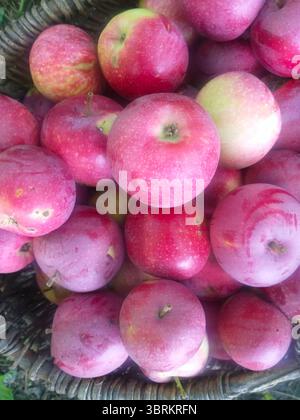 Blick von oben auf reife rote Äpfel in einem Korb. Der Schwerpunkt liegt auf dem frischen Obst, wobei nur kleine Teile des alten Korbs im Backgr zu sehen sind Stockfoto