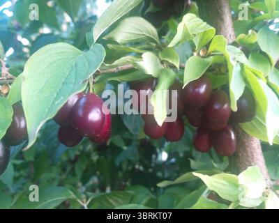 Reife rote Kornelkirschen hängen an einem Zweig zwischen grünen Blättern und leuchten im Sommersonnenlicht. Eine lebendige Anzeige von saisonalem Obst und natürlichem Frischgebäck Stockfoto