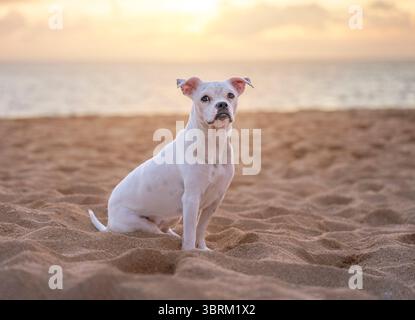 Süßer kleiner weißer Hund, der bei Sonnenuntergang am Strand sitzt Stockfoto