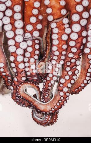 Nahaufnahme der Tentakel von Kraken, die komplizierte Saugnäpfe enthüllen, die ihre einzigartige Textur und atemberaubende Details der Meereslebewesen betonen Stockfoto