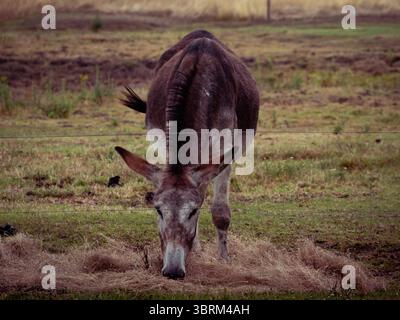 Ungarn Nationalpark Wildtiere auf dem Bauernhof Stockfoto