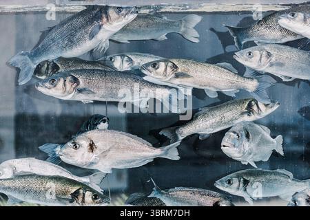 Viele Fische schwimmen in einem Fischtank eines Restaurants oder Marktes, die von den Kunden ausgewählt werden können Stockfoto