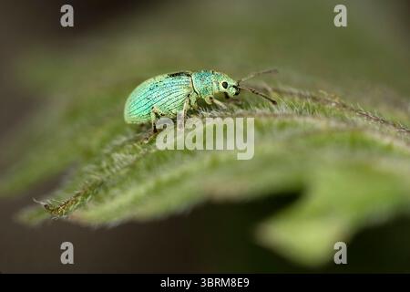 Breitnasenkäfer Grüner Immigrant Leaf Weevil (Polydrusus formosus), aus der Familie Curculionidae, Wallis, Schweiz Stockfoto