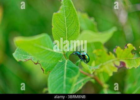 Farbenfrohe, glänzende japanische Käfer paaren sich, bevor sie ihre Eier auf die Pflanze legen, die sie im Sommer aus der Nähe kauen Stockfoto