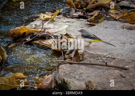 Ein grauer Bachstelz, der im Herbst in Israel auf einem Felsen auf einem Bachufer steht. Stockfoto