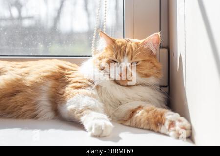 Eine Ingwerkatze schlummert auf einer weißen Fensterbank und entspannt sich unter den Sonnenstrahlen, die in den Raum strömen. Stockfoto